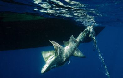 Preventing Shark and Ray Extinctions is Not Enough