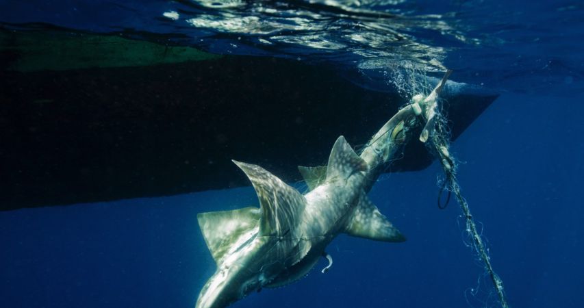 Preventing Shark and Ray Extinctions is Not Enough