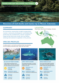 Shark and Ray Recovery Factsheet 4 - Misool, Indonesia