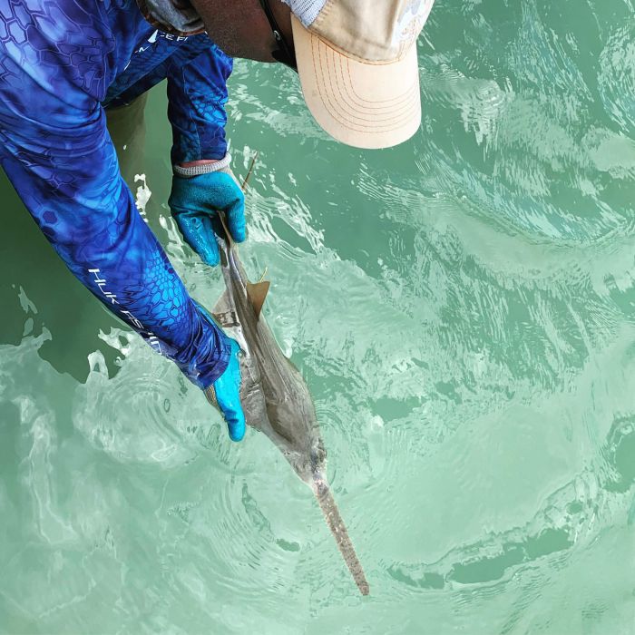 Smalltooth Sawfish Recovery Plan