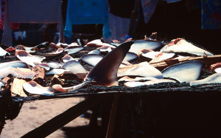 Drying shark fins on Toganak Island, Philippines (archival photo) 