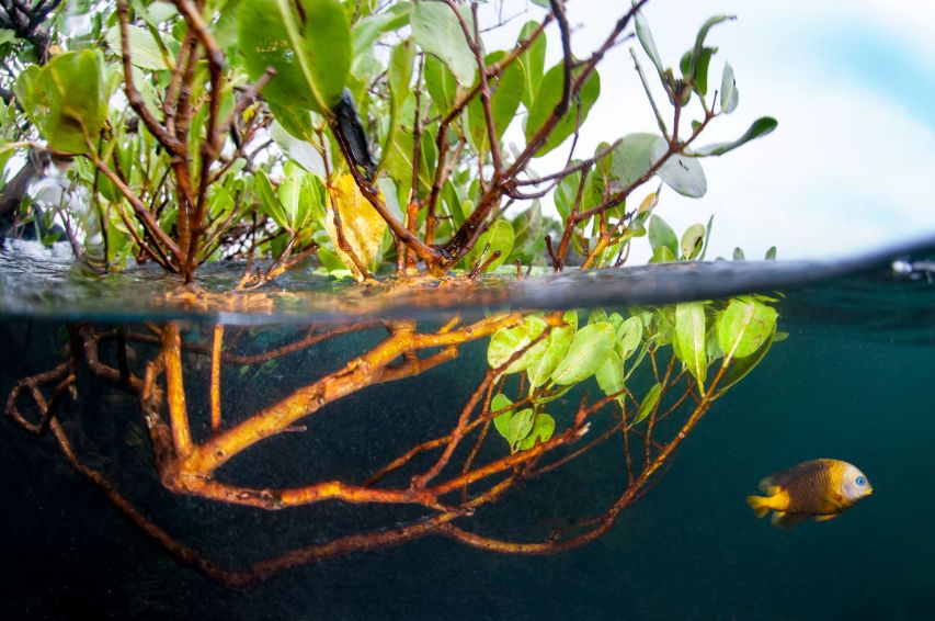 mangroves are one of the most endangered tropical forests